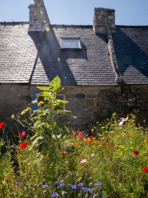 Ferienhaus - Blumen vor dem Badezimmer