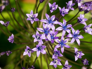 Blüten