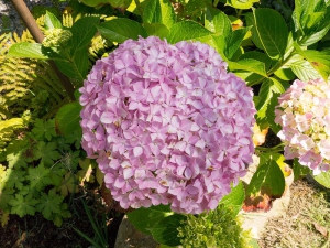 Hortensienblüte