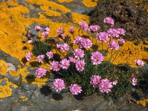 Blumen